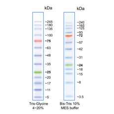 AccuRuler RGB Plus Pre-stained Protein Marker, Broad Range, 500ul/100 loadings
