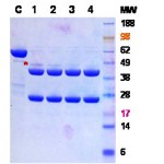 HRV 3C Protease, 1mg (1ug/1u)