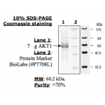 Akt1 Inactive, 100ug