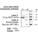 Akt2 Inactive, 100ug