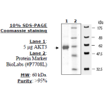 Akt3 Active, 10ug