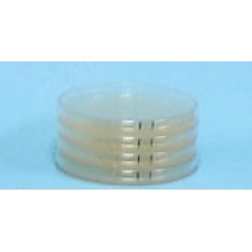 Custom LB Agar Plate