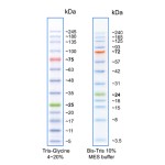 AccuRuler RGB Plus Pre-stained Protein Marker, Broad Range, 500ul/100 loadings