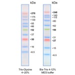 AccuRuler RGB Ultra Prestained Protein Ladder,  500ul/100 loadings