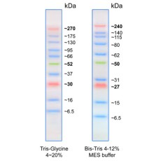 AccuRuler RGB Ultra Prestained Protein Ladder,  500ul/100 loadings