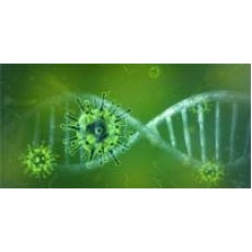 Recombinant Human ACE2-His-Avi Protein, 1mg
