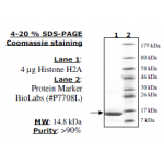 Histone H2A, Full length, 1mg
