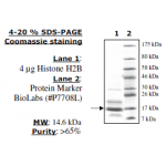 Histone H2B, full length, 1mg