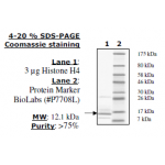 Histone H4 Full length, 1mg