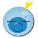 One Step Luciferase Assay System, 10ml