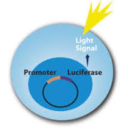 One Step Luciferase Assay System, 10ml Biopioneer
