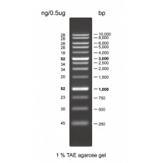 Ready to use 1kb DNA