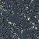 CF1 mEF Cells, 5 vials  of 4x10^6
