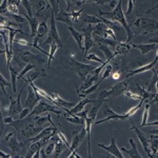CF1 mEF Cells, 5 vials  of 4x10^6