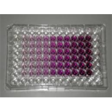 MTT cell proliferation assay kit, 1000 Rxn