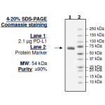 PD-L1 Biotin Labeled