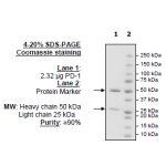 PD-L1 Neutralizing Antibody