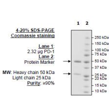 PD-L1 Neutralizing Antibody