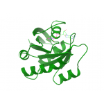 NBS1 Polyclonal Antibody, 100ul