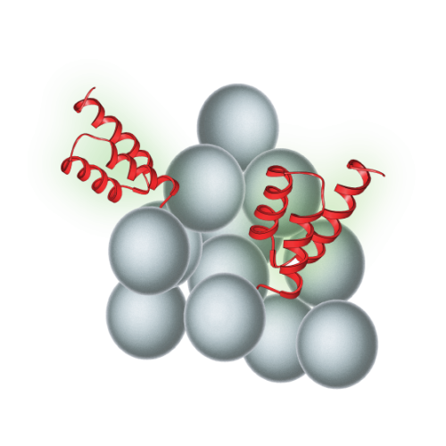 Protein A/G Agarose, 1ml Biopioneer