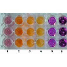 WST-1 cell proliferation assay kit, 500 Rxn