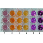 WST-1 cell proliferation assay, 1000 Rxn