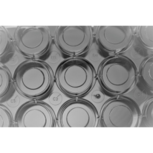 Glass Bottom Cell Culture Dish, F 15mm,TC, sterile 10/pk, 200/cs