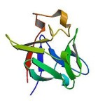 Recombinant Human fully glycosylated SPARC, 10ug