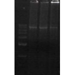 Long Template PCR Super Mix,100 reactions