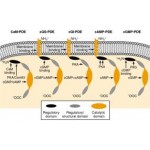 RatPDE7A Cell Line