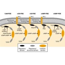 RatPDE7A Cell Line