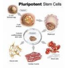 Reprogramming Lentivirus Set: OKSM (Oct3/4, Kif4,  Sox2, Myc)  Human, 4 vials