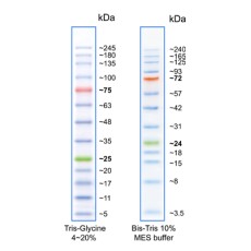 AccuRuler RGB Plus Prestained Protein Marker, Broad Range, 250ul/100 loadings