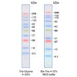 AccuRuler RGB Ultra Prestained  Protein  Ladder,  250ul/100loadings