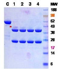 HRV 3C Protease, 1mg (1ug/1u)