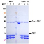 TEV Protease, 2000U