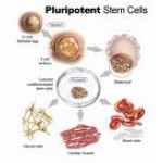 Primers for Stem Cells Detection