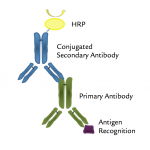Goat Anti-mouse IgG-HRP conjugated Secondary Antibody, 1ml